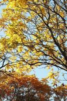 bela floresta de outono com folhas amarelas foto