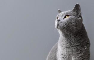 lindo gato cinza em fundo cinza foto