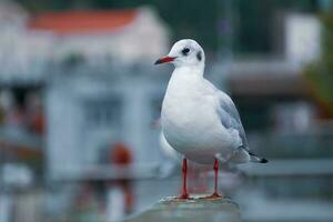 gaivota empoleirar-se em grade dentro a Porto foto