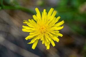 linda flor selvagem crescendo dente de leão amarelo no prado de fundo foto