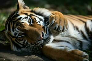tigre lambendo pata jardim zoológico. gerar ai foto