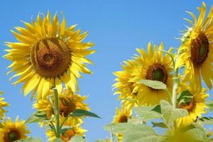 fechar-se girassol em uma azul céu fundo. amarelo flores panorama. foto