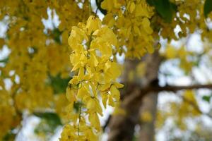 fechar-se Cássia fístula ou dourado chuveiro árvore dentro jardim. Cássia fístula flores, amarelo flores, dourado chuveiro árvore, verão flores, tailandês flor. foto