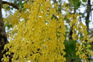 fechar-se Cássia fístula ou dourado chuveiro árvore dentro jardim. Cássia fístula flores, amarelo flores, dourado chuveiro árvore, verão flores, tailandês flor. foto