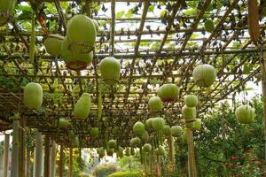 gigante cabaças estão variedades com ampla volta frutas. isto é uma plantar este é popular para Está jovem fruta para cozinhar ambos salgado e doce pratos. suave e seletivo foco. foto