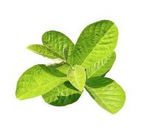 uma verde goiaba folhas do uma plantar dentro branco uma branco chão, folha do uma plantar transparente fundo foto
