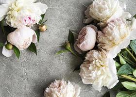 flores de peônia em um fundo cinza de concreto foto