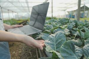 ásia mulher agricultor usando digital tábua dentro vegetal jardim às estufa, o negócio agricultura tecnologia conceito, qualidade inteligente agricultor. foto