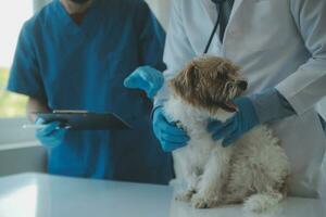 veterinario examinando cachorro e gato. cachorro e gatinho às veterinário doutor. animal clínica. animal Verifica acima e vacinação. saúde Cuidado. foto