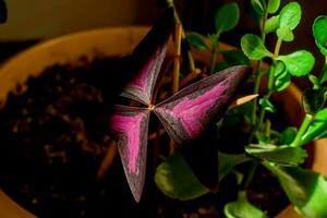 lindo em vaso casa plantar oxalis triangular magenta foto