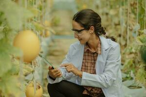 agrícola pesquisadores desenvolve colheita calendários e fluxos de trabalho para realçar Melão Produção. notas, organiza, Selecione% s, e picaretas eles dependendo em seus Tamanho e frescor. rigoroso qualidade ao controle. foto