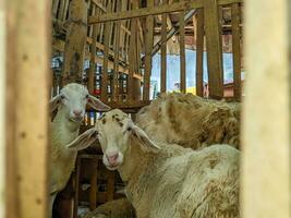 uma ovelha ou ovis Áries dentro a caneta dentro bizarro, Indonésia foto