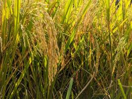 uma fechar acima do amarelo arroz grãos este ter não fui colhido foto