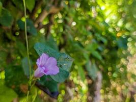 uma fechar acima do ipomoea triloba flor. uma espécies do ipomoea manhã glória conhecido de de várias comum nomes, Incluindo sininho e aiea manhã glória. para flor fundo ou papel de parede foto