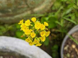 uma fechar acima do jovem japonês. comumente chamado oriental falso hawksbeard. uma espécies do floração plantar dentro a família asteraceae. para flor fundo ou papel de parede foto