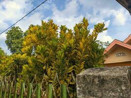 uma codiaeum variegatum ou fogo cróton, jardim cróton, variegado croton e sin. croton variegatum eu. uma espécies do plantar dentro a gênero códiao, que é uma membro do a família euphorbiaceae foto