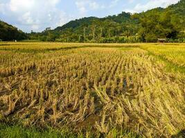 uma Visão do a grande arroz Campos com nublado céu dentro bizarro, Indonésia foto