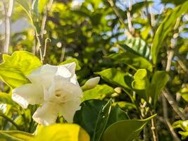 uma fechar acima do tabernaemontana divaricata flor. Além disso chamado Como cata-vento flor, crepe jasmim, leste Índia rosebay, e de Nero coroa. para flor fundo ou papel de parede foto