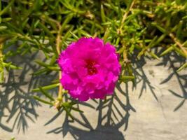 uma fechar acima do portulaca grandiflora flor. uma suculento floração plantar dentro a família portulacaceae. Além disso chamado Como rosa musgo, onze horas e mexicano rosa. flor fundo ou papel de parede. foto