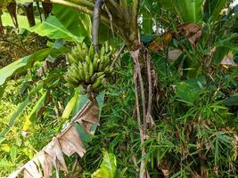 uma verde banana ainda suspensão em uma árvore foto