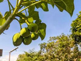 uma Jatropha curcas fruta ainda suspensão em a árvore. Além disso chamado Como físico noz, barbados noz, Poção noz, bolha arbusto ou purgando noz foto