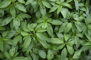 verde cru juta plantar topo Visão padronizar textura pode estar usava Como uma fundo papel de parede foto