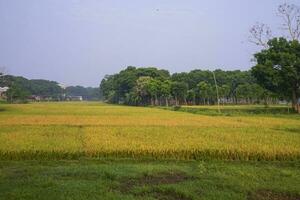 natural panorama Visão do agricultura colheita arroz arroz campo dentro Bangladesh foto