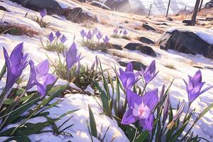 Primavera panorama com primeiro flores roxa açafrões em a neve dentro natureza dentro a raios do luz solar. ai generativo foto