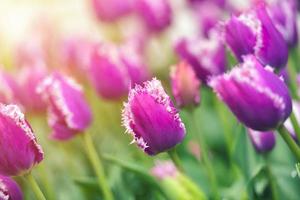 campo de tulipas coloridas foto