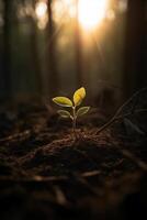 uma jovem plantar crescendo dentro luz solar. ai generativo foto