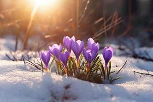 Primavera panorama com primeiro flores roxa açafrões em a neve dentro natureza dentro a raios do luz solar. ai generativo foto