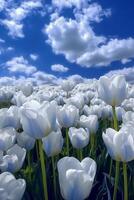 puro azul céu, branco nuvens, a Forte luz através a nuvens brilha em linha reta em a sem fim mar do branco tulipa flores ai generativo foto