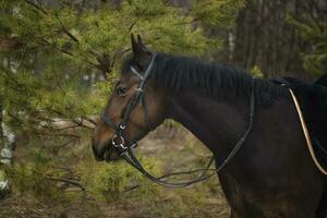 uma cavalo do uma padrão procriar do Sombrio Castanho cor, quadrúpede animais usava para arreios corrida, uma procriar do cavalos para trotando, uma fechar-se retrato. foto