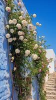 escalada azul rosas em a parede ensolarado clima. ai generativo foto