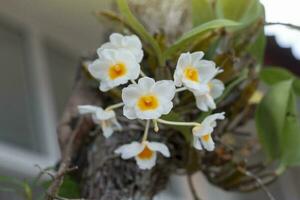 dendrobium thyrsiflorum é branco orquídea flor flor em árvore dentro a jardim. foto