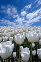 puro azul céu, branco nuvens, a Forte luz através a nuvens brilha em linha reta em a sem fim mar do branco tulipa flores ai generativo foto