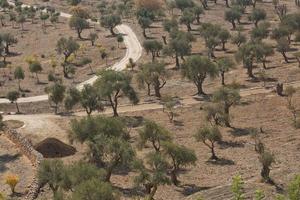 oliveiras no monte das azeitonas em jerusalém em israel durante um dia quente de verão foto