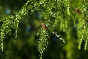 abeto galhos estão decorado com jovem cones. cones fechar-se. fechar-se em borrado vegetação com copiando do espaço, usando Como uma fundo a natural paisagem, ecologia, foto