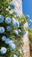 escalada azul rosas em a parede ensolarado clima. ai generativo foto