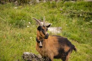 cabras pastando nos prados do Tirol do Sul foto
