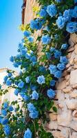 escalada azul rosas em a parede ensolarado clima. ai generativo foto
