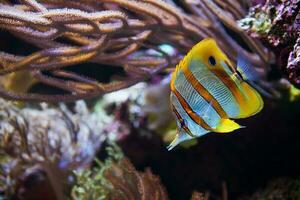 borboleta peixe dentro coral recife foto