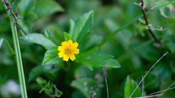 pequeno amarelo girassóis crescendo selvagem dentro a jardim palavras-chave langu foto