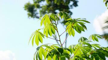mandioca árvore com exuberante folhas borrão fundo foto