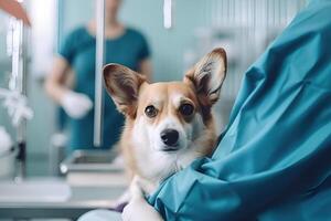 veterinario examinando fofa cachorro dentro veterinário clínica, generativo ai foto