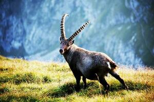 Steinbock Capricórnio íbex alpino Alpen foto