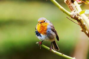 a vermelho robin pássaro é muito pequeno dentro aparência e muito lindo foto