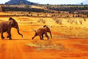 a grande elefante e dela bebê estão jogando foto