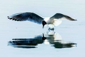 gaivotas caçar peixe a partir de rios foto