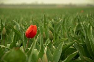solitário tulipa dentro flor campo foto
